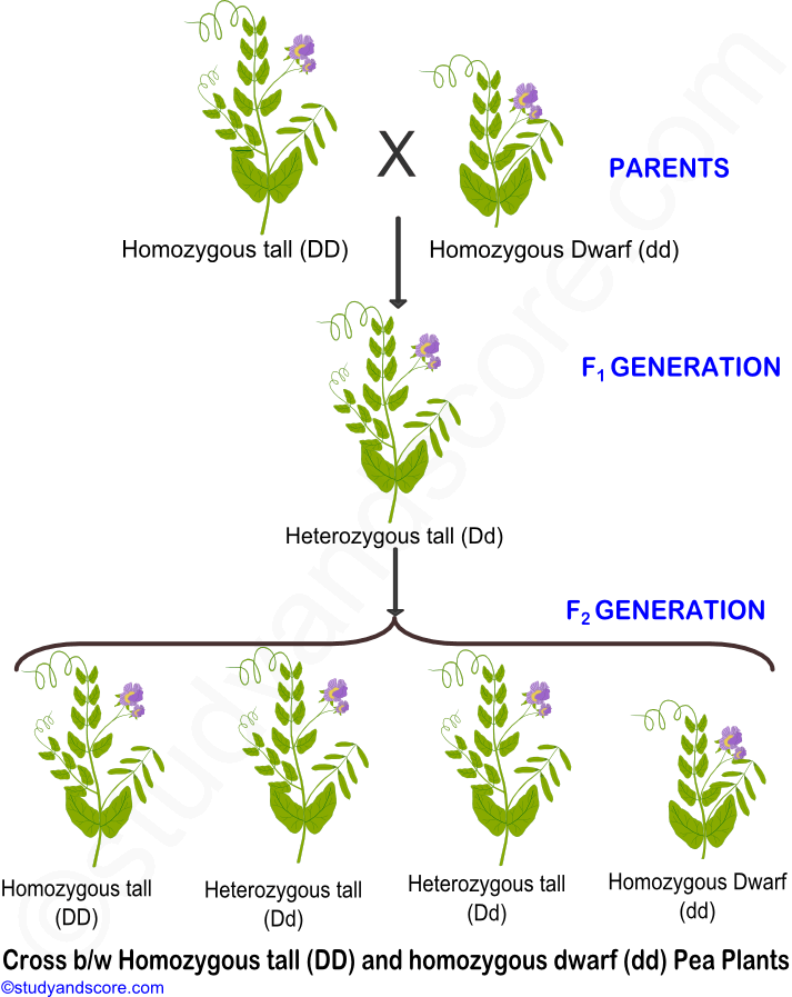 Mendels Law of Dominance, lae of dominance in plants, law of dominance in plants, dominanance in man, Phenomenon of dominance, Mechanism of dominance